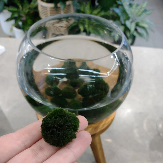 Moss Ball Chladophlora - Aquarium Water Plant