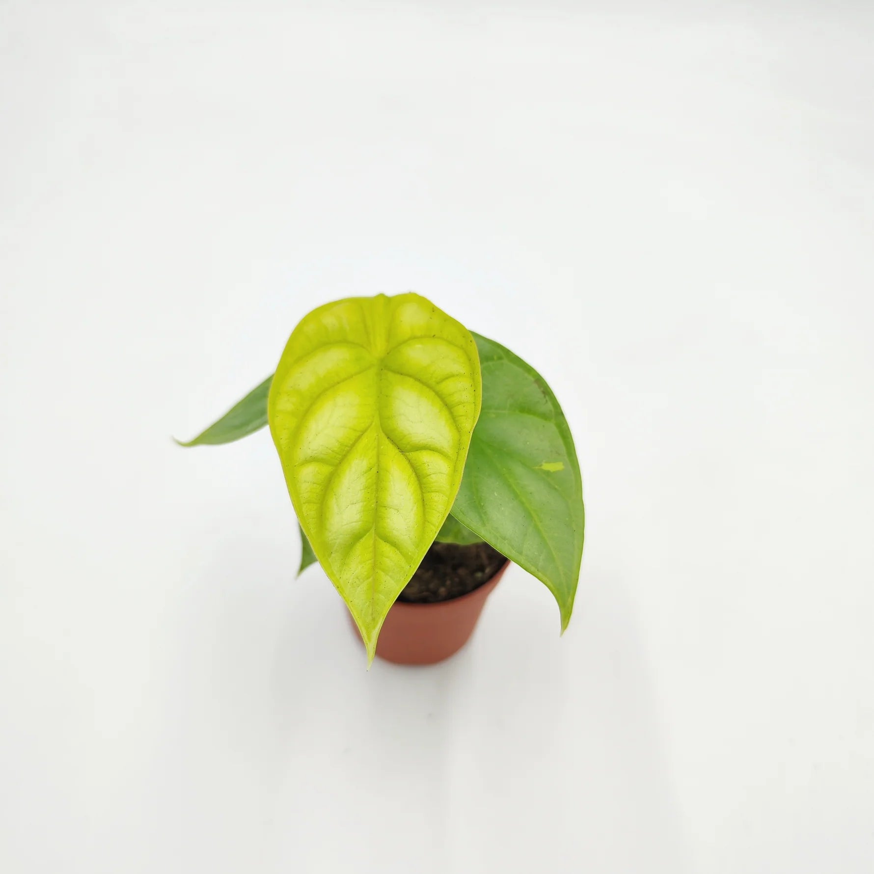 Alocasia Dragon G...