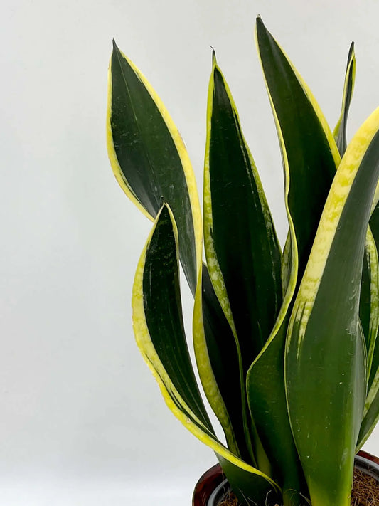 Snake Plant - Sansevieria Black Gold