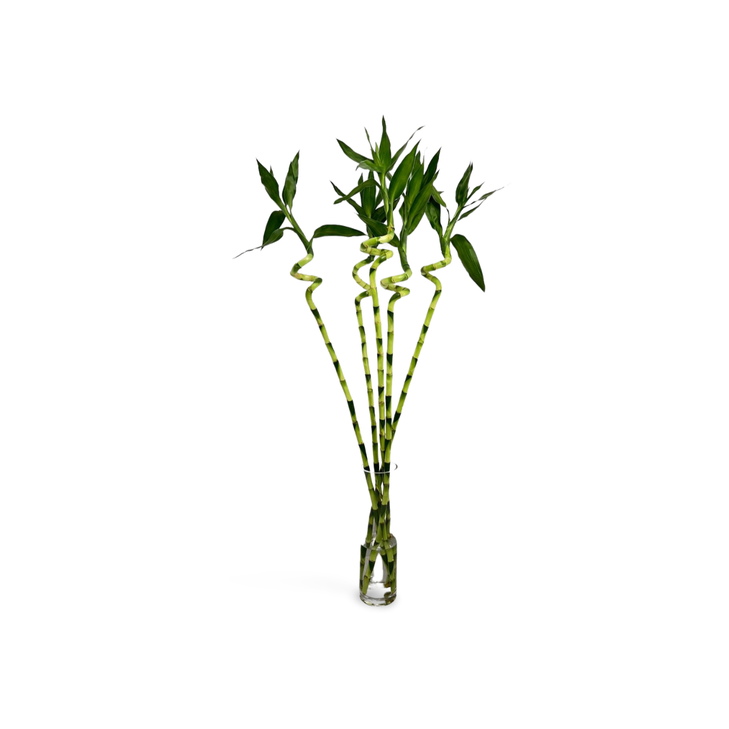 Spiral Lucky Bamboo 1m (Five Bamboo in Vase)