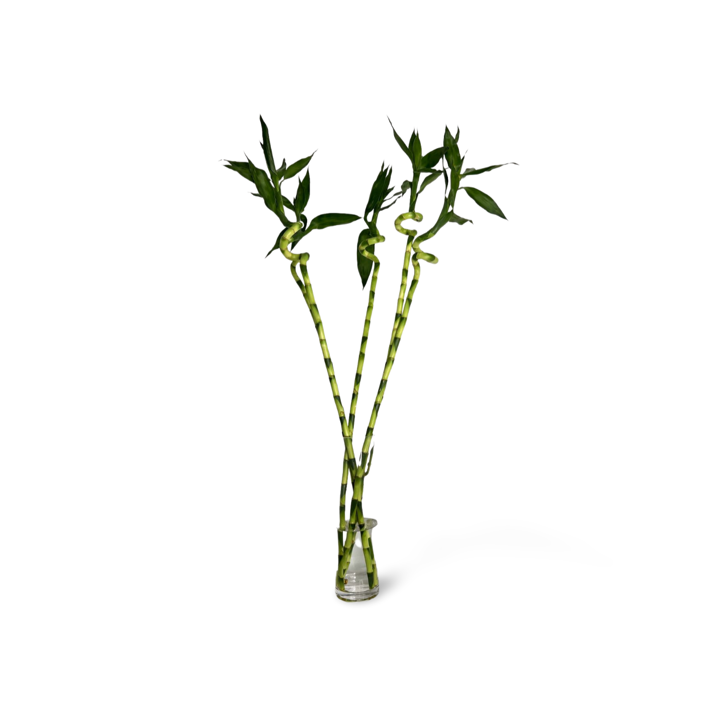Spiral Lucky Bamboo 1m (Five Bamboo in Vase)