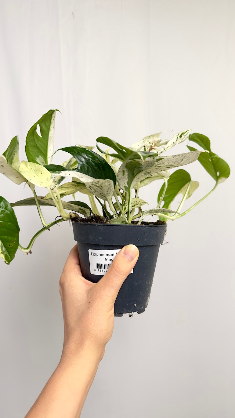 Epipremnum Marble king - Varigated Pothos - نبات داخلي