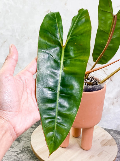 Philodendron Billietiae - Rare Plant - Indoor Plant - نبات داخلي