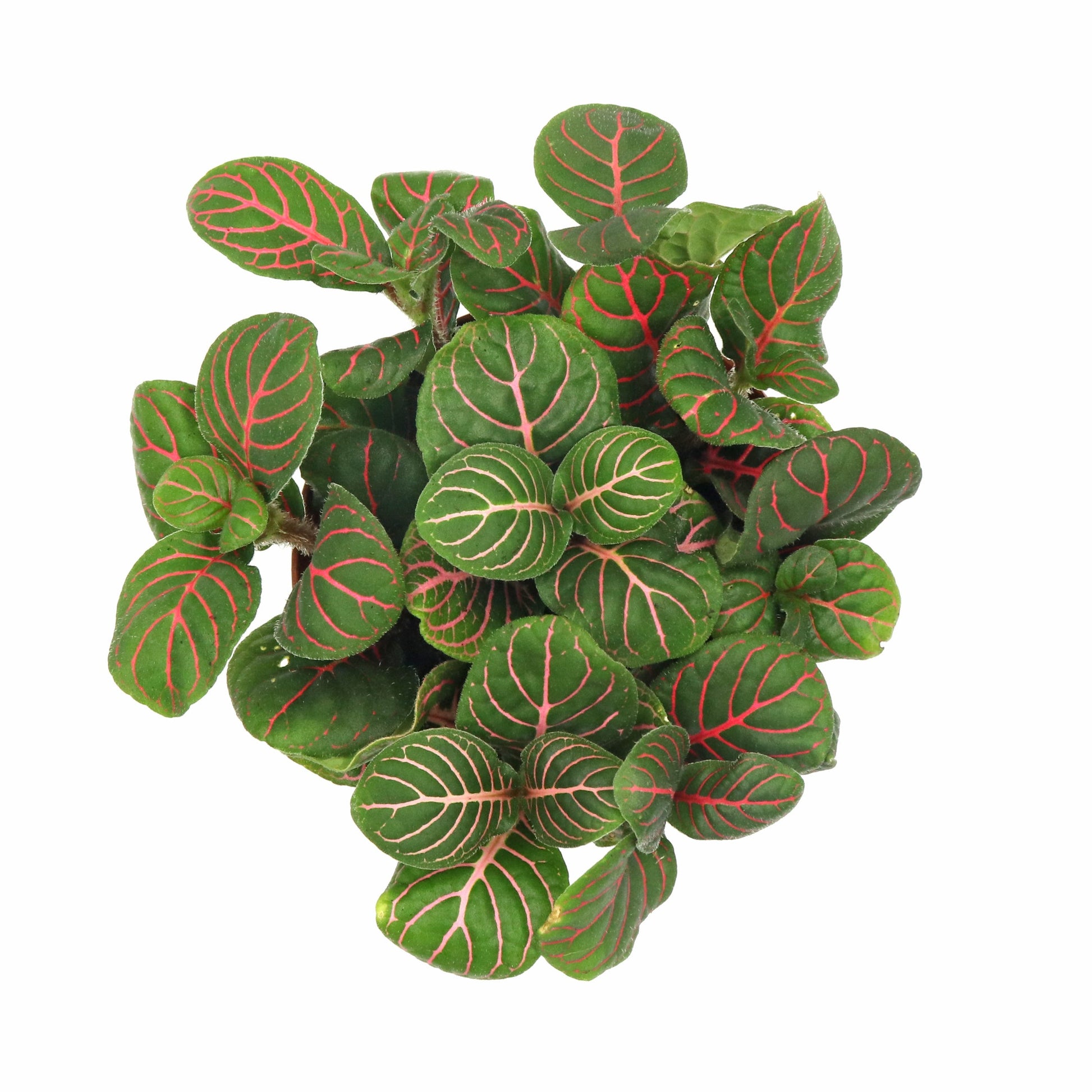 Fittonia Plant Da...