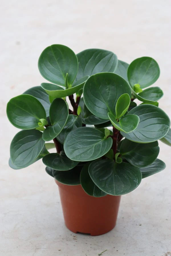 Peperomia Obtusif...