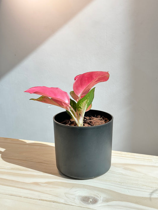 Aglaonema Pink - Chinese Evergreen - Potted