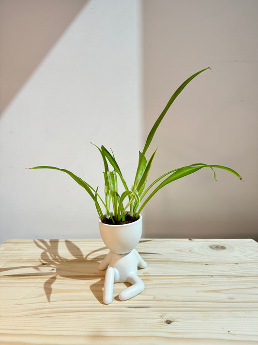 Chlorophytum Spider Plant in White Pot