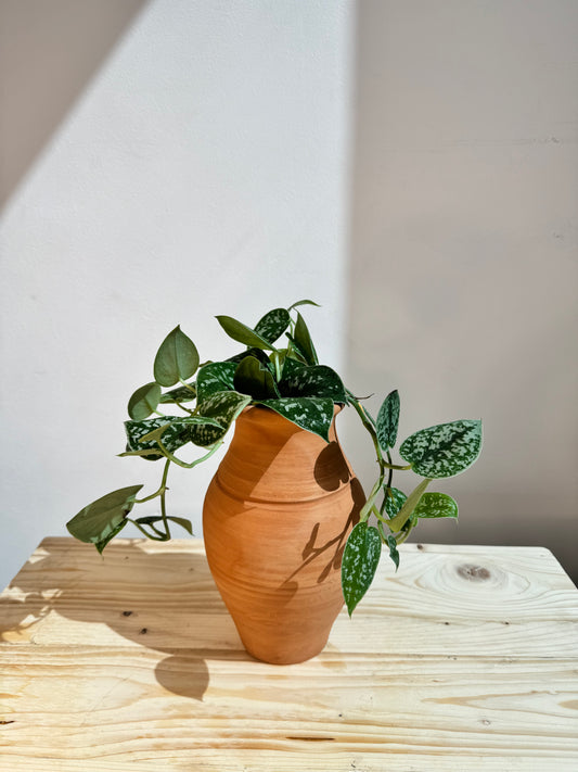 https://plantnpot.com/products/silver-satin-pothos-with-clay-pot-indoor-house-plant
