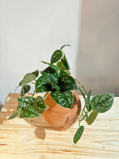 https://plantnpot.com/products/silver-satin-pothos-with-clay-pot-indoor-house-plant