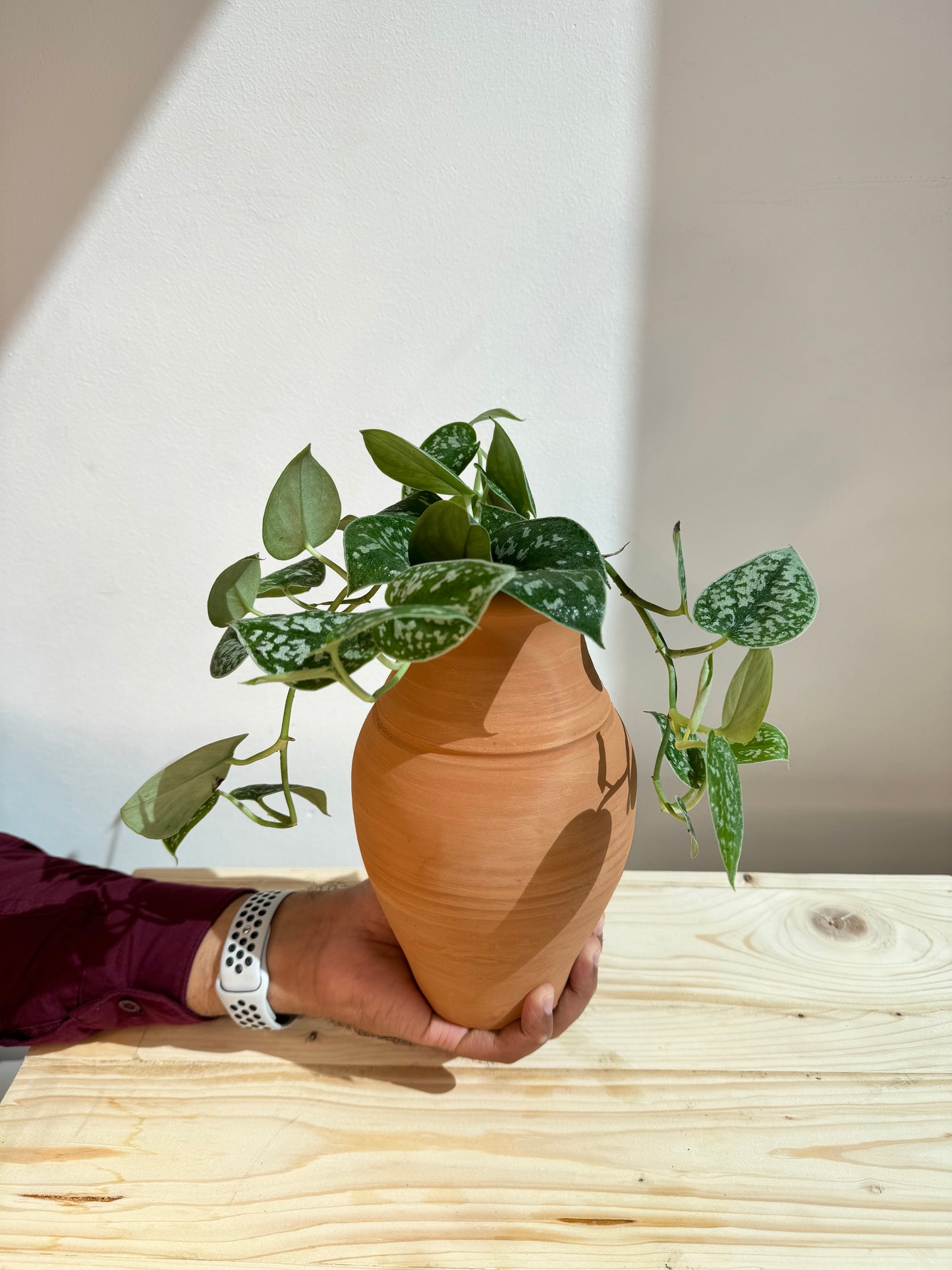 https://plantnpot.com/products/silver-satin-pothos-with-clay-pot-indoor-house-plant