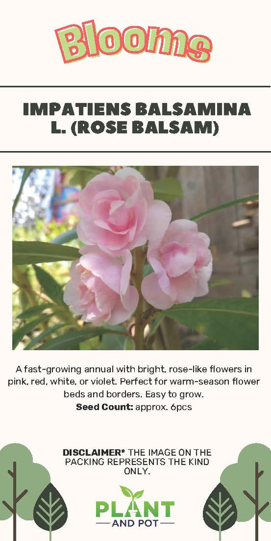Impatiens balsamina L. (Rose Balsam) Seeds - بذور بلسم الورد (إمباتينس بالسامينا)