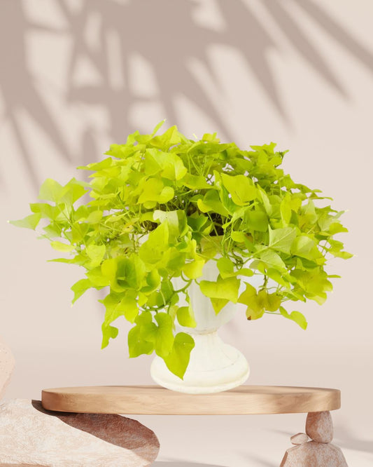 Ipomoea Plant Green 