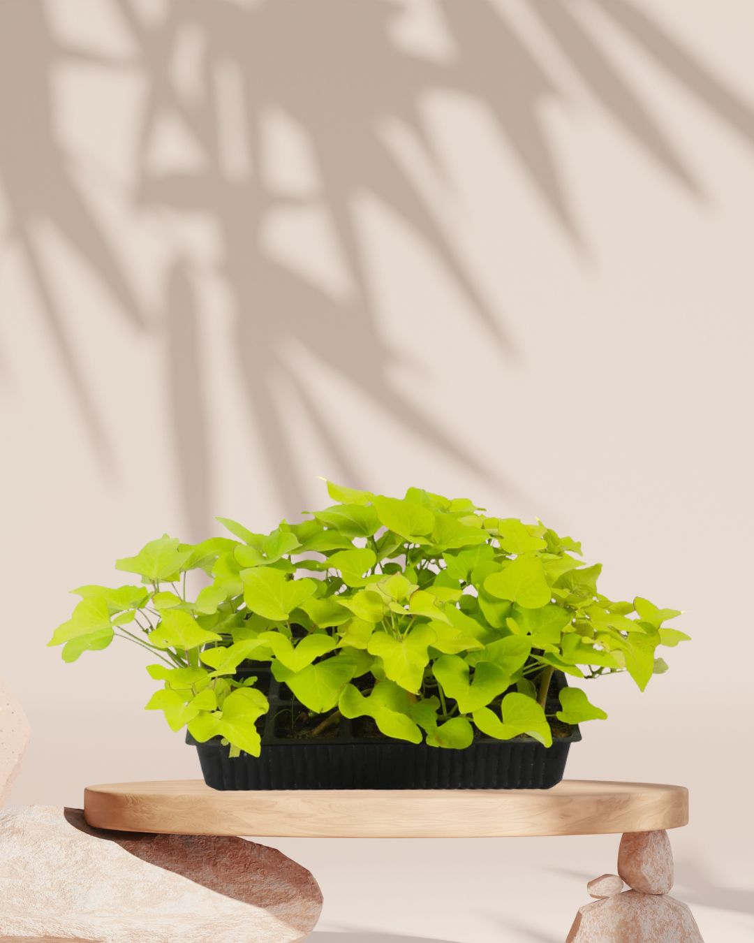 Ipomoea Plant Green in Tray