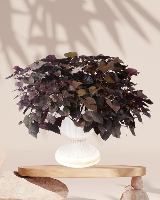 Ipomoea Plant Green 