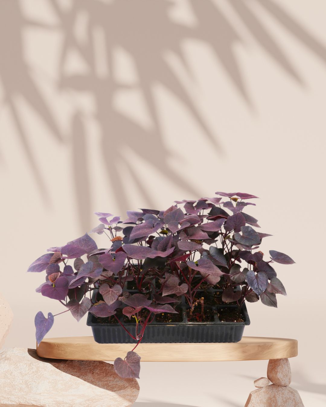 Ipomoea Plant Purple in Tray