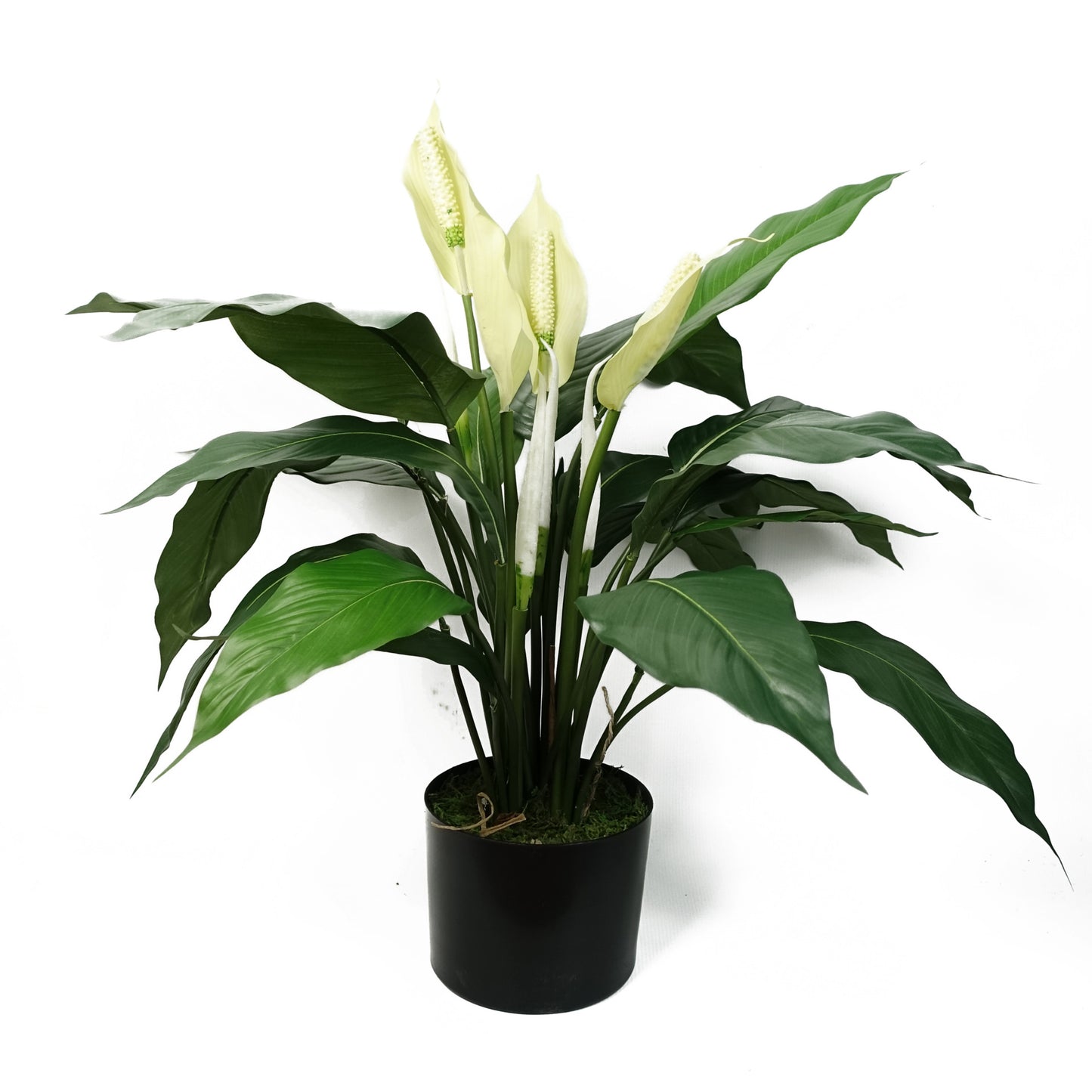 Spathiphyllum Kochii - Artificial Plant