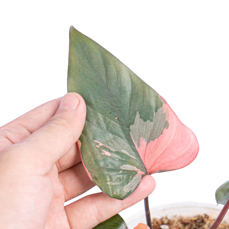 Homalomena Pink Diamond - Rare Indoor House Plant - نبات داخلي