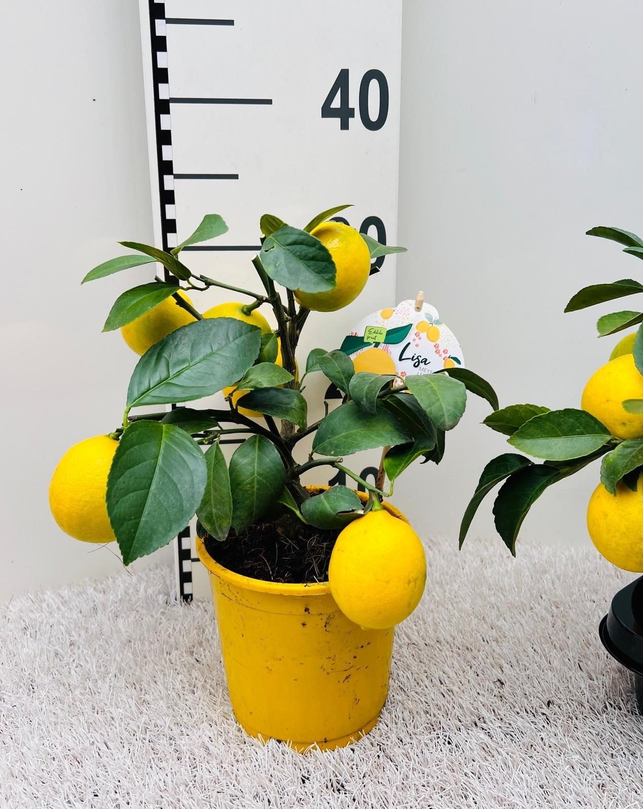 Lemon Fruit Plant