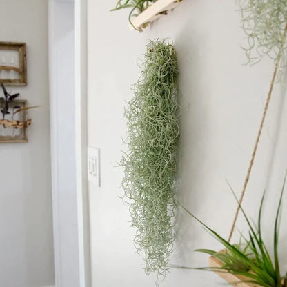 Tillandsia Usneoides - Air Plant - Spanish moss