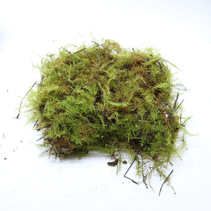 Carpet Moss for Terrarium