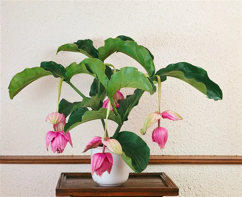 Medinilla lambada...
