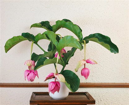 Medinilla lambada | Indoor Flowering House Plant | نبات داخلي