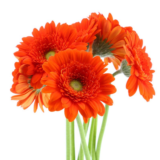 Gerbera Mini Orange Flower Bunch - باقة زهور البرتقال الصغيرة من جربيرا