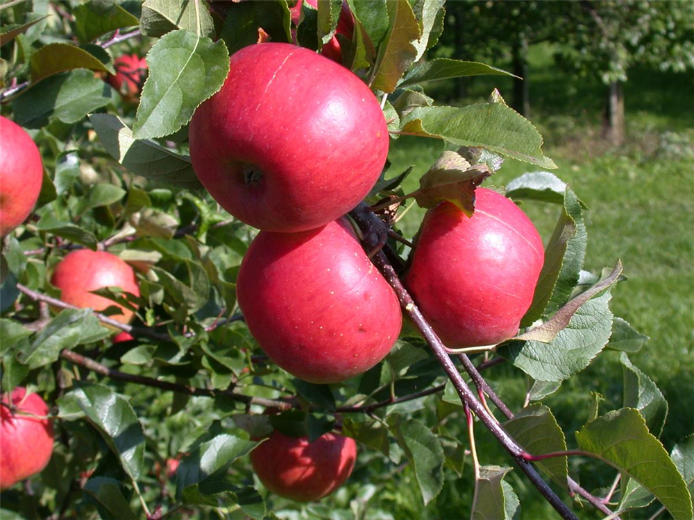 Apple Tree