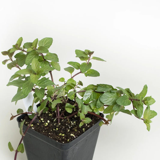 Organic Chocolate Mint Plant - نبات الشوكولاتة بالنعناع