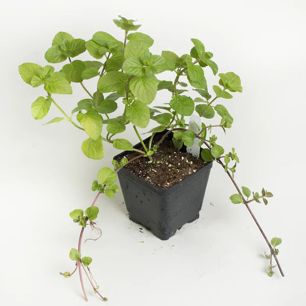 Organic Orange Mint Plant - نبات النعناع البرتقالي