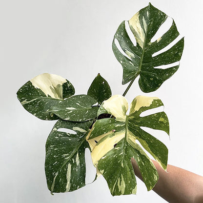 Monstera Thai Constellation - Rare Varigated Plant - Indoor Plant - نبات داخلي - نبات المونستيرا