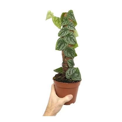 Monstera Dubia on Moss Pole - Indoor House Plant - نبات داخلي