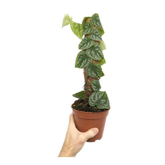 Monstera Dubia on Moss Pole - Indoor House Plant - نبات داخلي