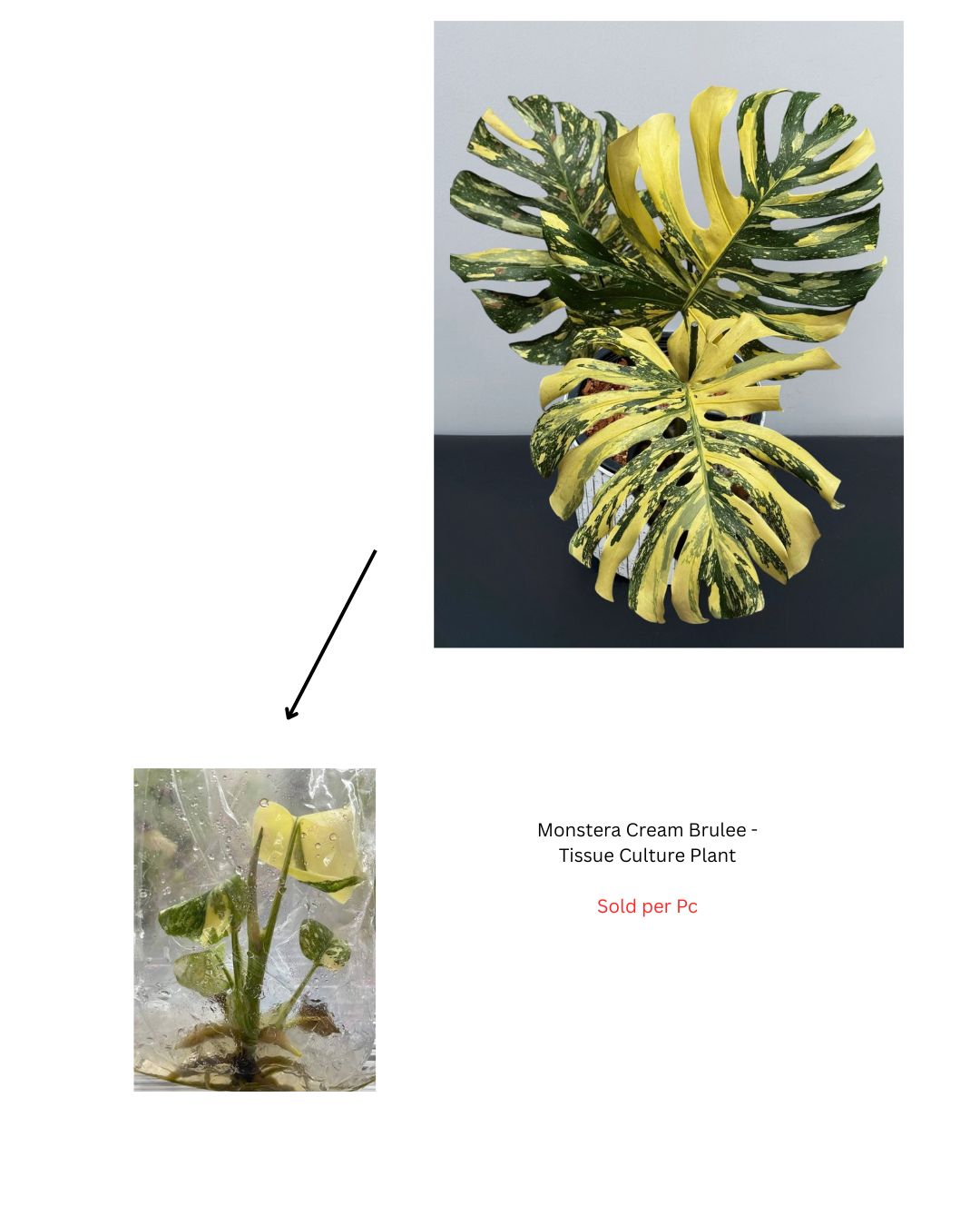 Monstera Cream Brulee - Tissue Culture Plant - Rare Indoor Plant - نبات داخلي