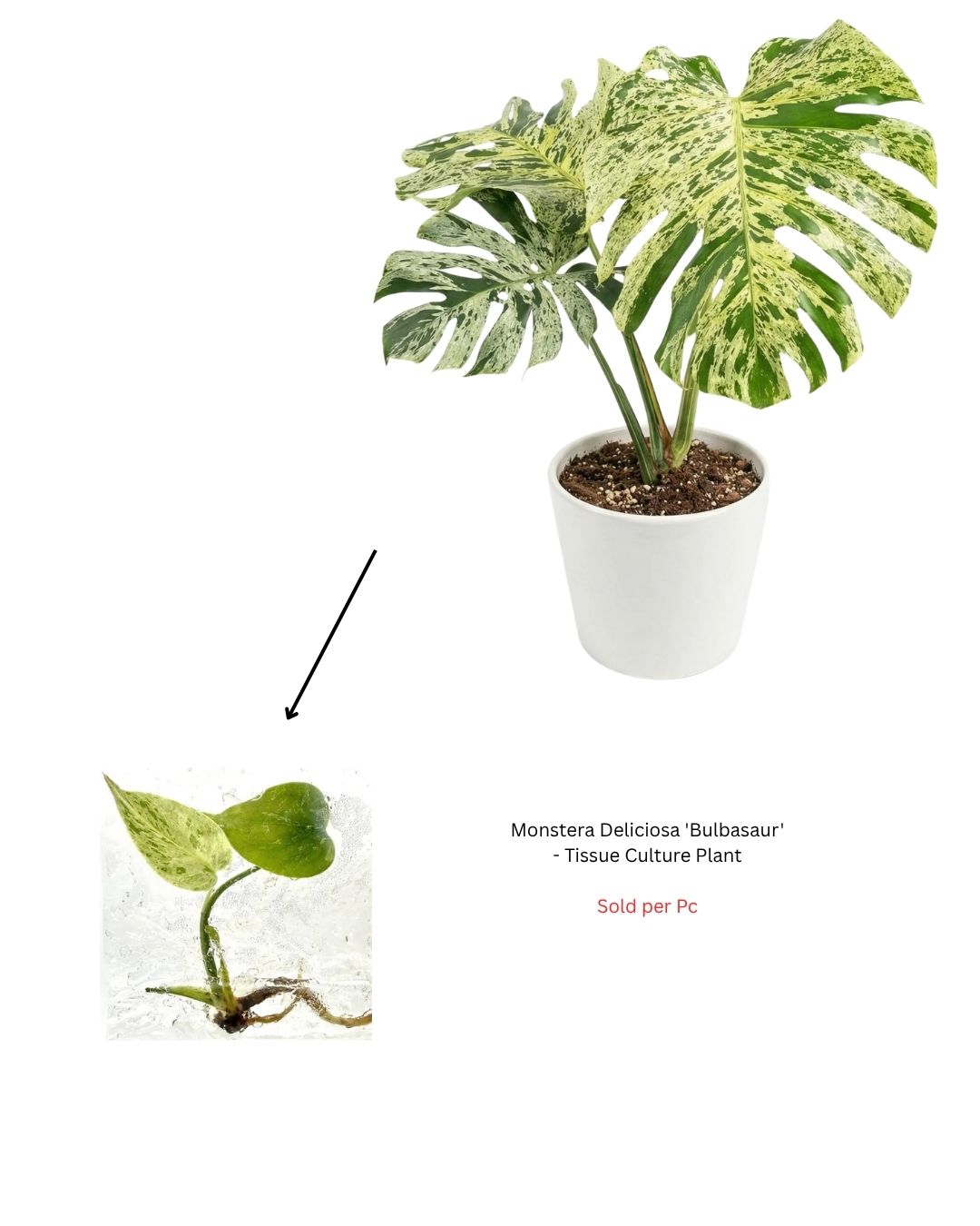 Monstera Deliciosa 'Bulbasaur' - Tissue Culture Plant - Rare Indoor Plant - نبات داخلي