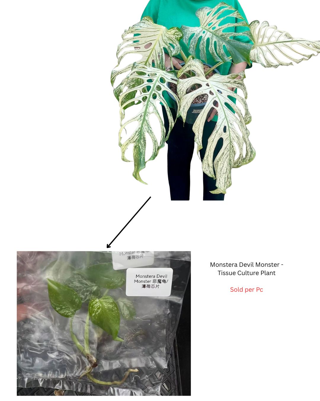 Monstera Devil Mo...
