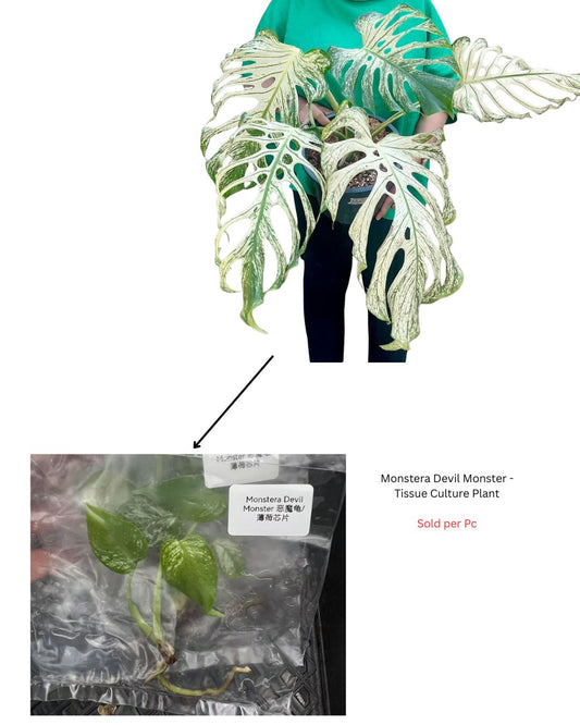 Monstera Devil Monster - Tissue Culture Plant - Rare Indoor Plant - نبات داخلي