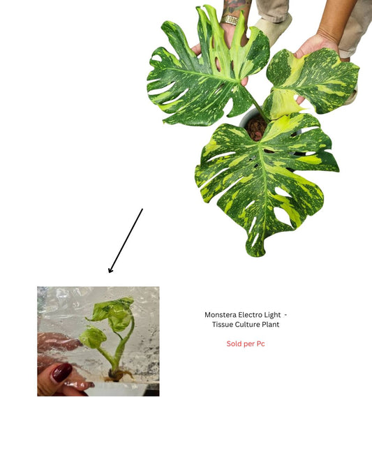 Monstera Electro Light - Tissue Culture Plant - Rare Indoor Plant - نبات داخلي