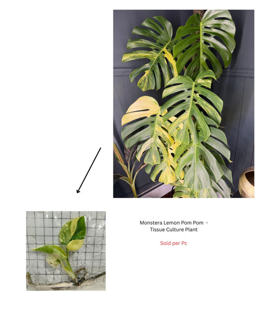 Monstera Lemon Pom Pom - Tissue Culture Plant - Rare Indoor Plant - نبات داخلي