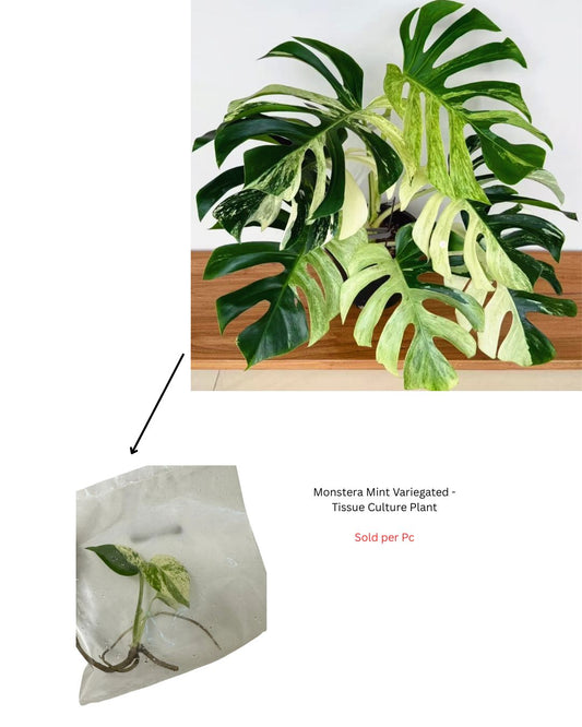 Monstera Mint Variegated - Tissue Culture Plant - Rare Indoor Plant - نبات داخلي