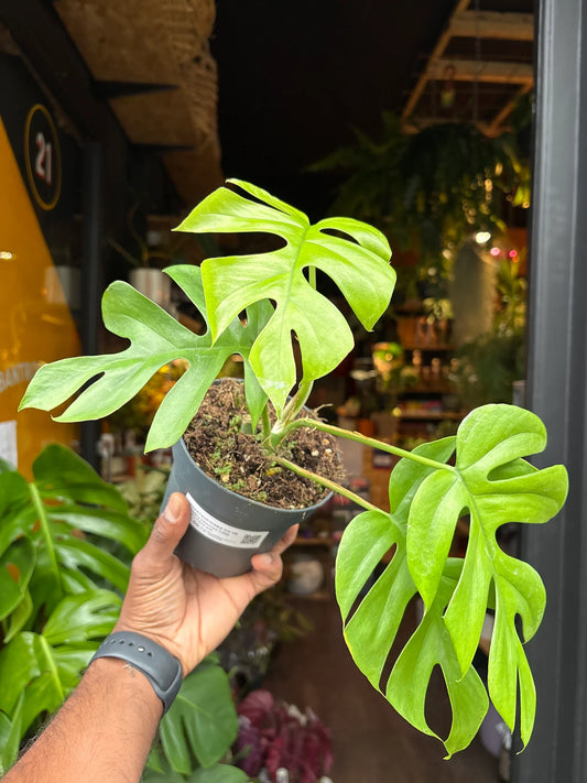 Monstera little sister - Indoor House Plant - نبات داخلي