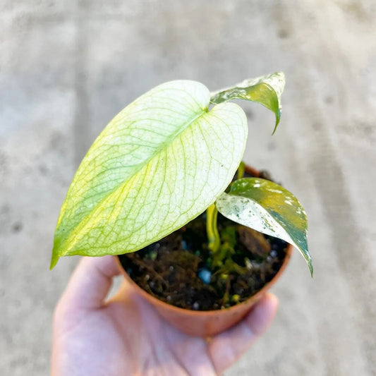 Monstera Mint Variegata - Rare Plant - Indoor Plant - نبات داخلي - نبات المونستيرا