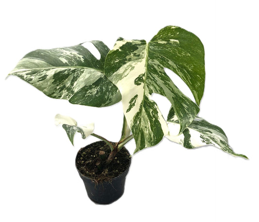 Monstera Variegated Snow White