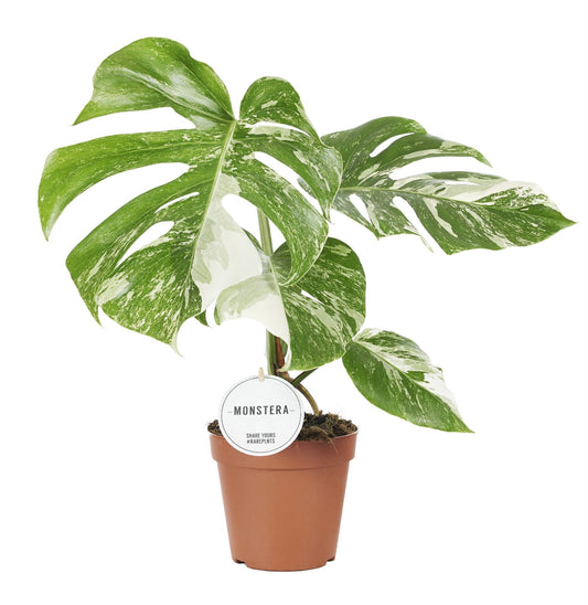 Monstera Variegated Snow White