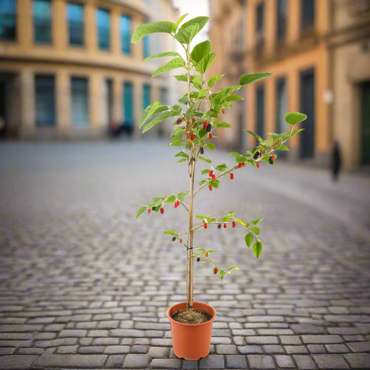 Mulberry Plant - نبات التوت