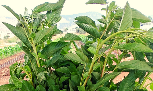 Mulukhiyah Organic Seeds | بذور الملوخية – للزراعة المنزلية