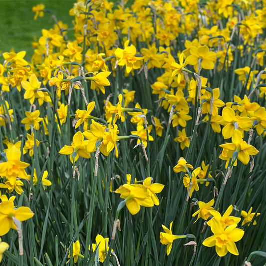 Narcissus Sweetness- Flower Bulb - نرجس سويتنس