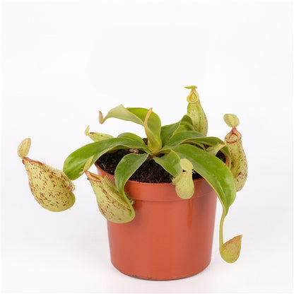 Carnivorous Plant - Insect Eating Plant - Indoor Plant