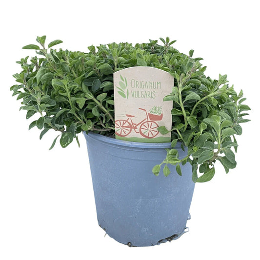 Organic Compact Oregano