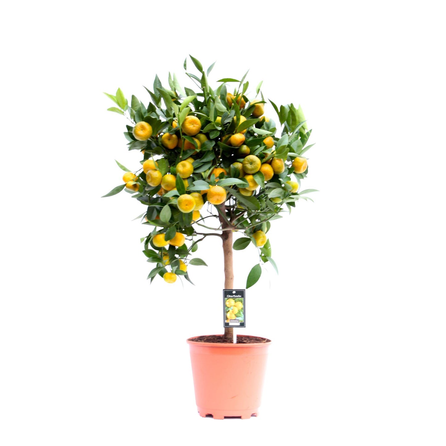 Orange Fruit Tree